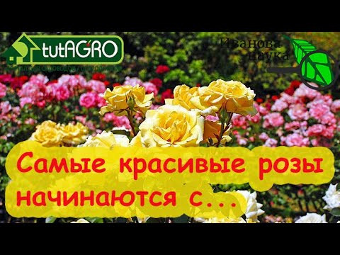 НЕ САЖАЙТЕ РОЗЫ, ПОКА НЕ УЗНАЕТЕ ЭТОТ СЕКРЕТ! Все розы и саженцы приживутся, если...