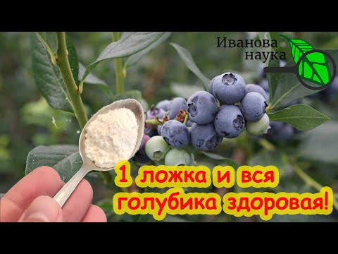 ЛУЧШЕЕ УДОБРЕНИЕ ДЛЯ ГОЛУБИКИ! Достаточно 1 чайной ложки в год и голубика в полном порядке!