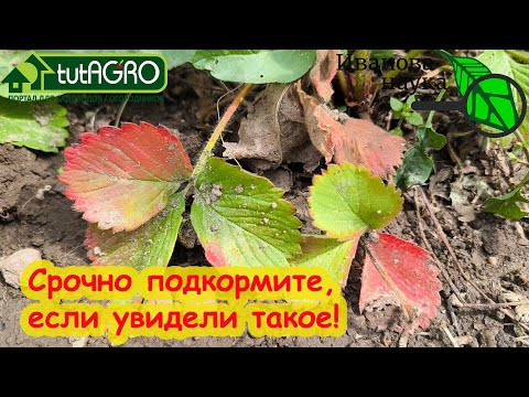 ЧЕГО НЕ ХВАТАЕТ ЗЕМЛЯНИКЕ САДОВОЙ? СРОЧНО подкормите клубнику после сбора урожая! ЧЕГО НЕ ХВАТАЕТ ЗЕМЛЯНИКЕ САДОВОЙ? СРОЧНО подкормите клубнику после сбора урожая!