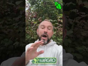 ЭТОТ ПОРОШОК ДЕЛАЕТ ЗЕМЛЮ ПЫШНОЙ КАК СВЕЖИЙ ХЛЕБ и без перекопки! #огород #сад