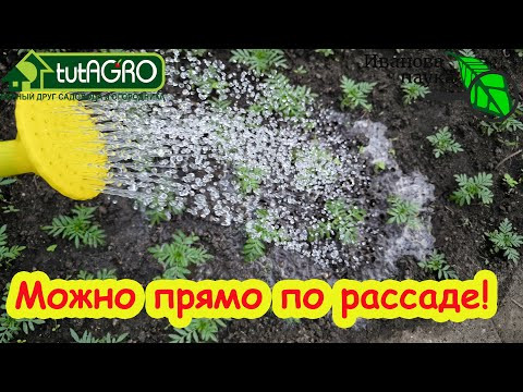 ЗА РУБЛЬ ОБЕЗВРЕДИЛ ПОЧВУ В БОЛЬШОЙ ТЕПЛИЦЕ! Секретный способ очистки почвы простой...из гастронома! ЗА РУБЛЬ ОБЕЗВРЕДИЛ ПОЧВУ В БОЛЬШОЙ ТЕПЛИЦЕ! Секретный способ очистки почвы простой...из гастронома!