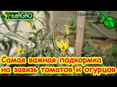 БЕЗ БОРА и УДОБРЕНИЙ: ПОДКРМКА № 1 ДЛЯ ЗАВЯЗИ. Ни один цветок не отвалится, завязь не пожелтеет. БЕЗ БОРА и УДОБРЕНИЙ: ПОДКРМКА № 1 ДЛЯ ЗАВЯЗИ. Ни один цветок не отвалится, завязь не пожелтеет.