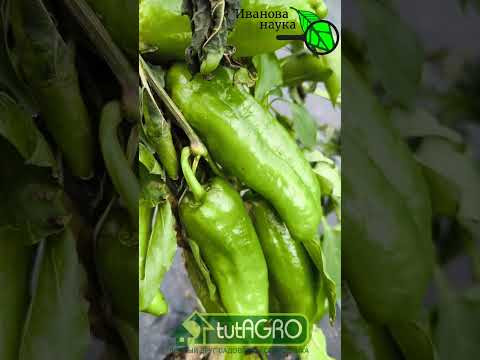 Как изменился участок после заморозка.