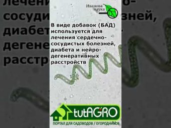 САМАЯ ЛУЧШАЯ РАССАДА - ТОЛЬКО ТАК! Для рассады, сада и огорода используйте это природное средство.