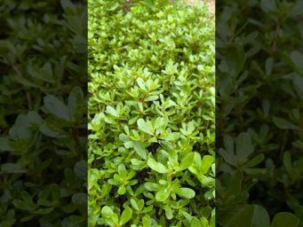 Богатство под ногами. СОРНЯК, который вас ОМОЛОДИТ! Забудьте про аптеку
