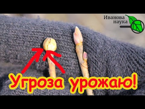 Вот для чего я обрывал круглые почки на смородине. Но этого мало! Немедленно проведите обследование!