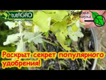 ВОТ ЗАЧЕМ КЛАСТЬ ЧИСТОТЕЛ В БРОДИЛОВКУ.