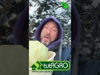 Никогда не выбрасывайте! Капуста на голубцы без отваривания. Овощи и мороз.