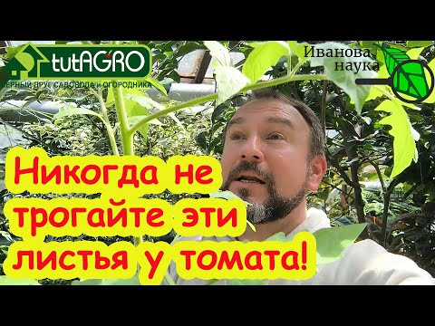 НИКОГДА НЕ ОБРЫВАЙТЕ ЭТИ ЛИСТЬЯ У ТОМАТА! Ускорение развития рассады после высадки в грунт и теплицу НИКОГДА НЕ ОБРЫВАЙТЕ ЭТИ ЛИСТЬЯ У ТОМАТА! Ускорение развития рассады после высадки в грунт и теплицу
