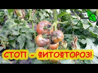 ПРОСТО, БЫСТРО и НАДЕЖНО от ФИТОФТОРЫ. Рецепт ТРОЙНОЙ ЛЕЧЕБНОЙ защиты от фитофтороза.