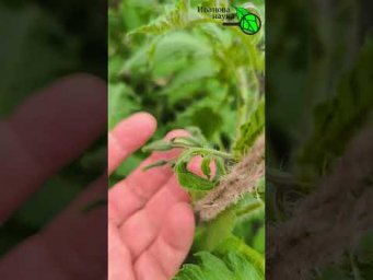 Срочно дайте 2 ложки томатам для 3-5 кисти! Завалит плодами!  Взорвите урожай! Простая подкормка.