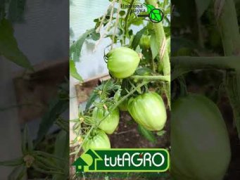 Сделайте ТАК и томаты и огурцы не будут болеть. Гоните прочь фитофтору и кладоспориоз.