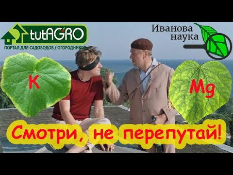 ЖЕЛЫЕ ЛИСТЬЯ У ОГУРЦОВ: нехватка питания, вредители и болезни. Чем лечить желтые листья на огурцах. ЖЕЛЫЕ ЛИСТЬЯ У ОГУРЦОВ: нехватка питания, вредители и болезни. Чем лечить желтые листья на огурцах.