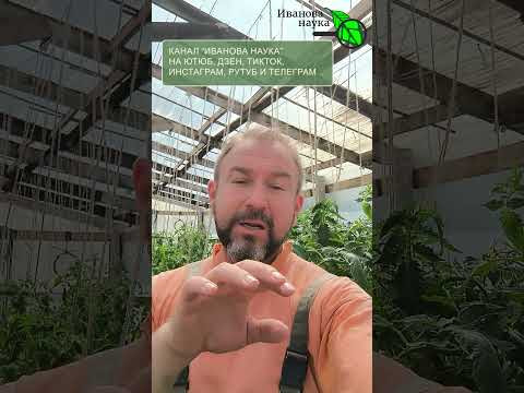 СКИПИДАР В ТЕПЛИЦЕ?! Зачем умные дачники скупают его литрами! Белокрылку, клеща и моль выгоним! СКИПИДАР В ТЕПЛИЦЕ?! Зачем умные дачники скупают его литрами! Белокрылку, клеща и моль выгоним!