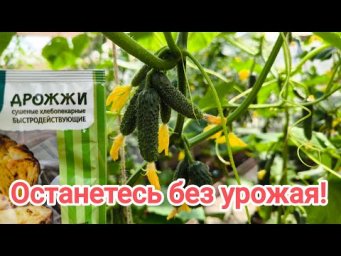 ЭТО УДОБРЕНИЕ ОСТАВИТ ВАС БЕЗ УРОЖАЯ ОГУРЦОВ, заявил директор института биологии и биотехнологии.