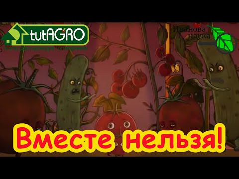 МОЖНО НИЧЕМ НЕ ОПРЫСКИВАТЬ, а только поливать! Вы тоже применяли Превикур энерджи неправильно?