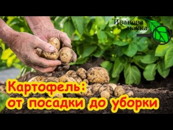КАРТОФЕЛЬ ОТ А ДО Я: самая проста технология выращивания картофеля. ВСЕ ЧТО НУЖНО ЗНАТЬ О КАРТОФЕЛЕ!