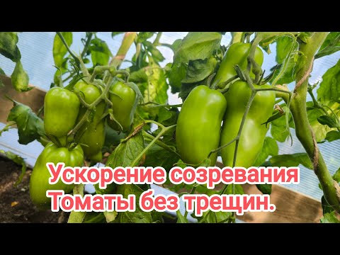 ЧЕМ ПОКОРМИТЬ ТОМАТЫ, ЧТОБЫ НЕ ЛОПАЛИСЬ и БЫСТРЕЕ СОЗРЕВАЛИ. ЧЕМ ПОКОРМИТЬ ТОМАТЫ, ЧТОБЫ НЕ ЛОПАЛИСЬ и БЫСТРЕЕ СОЗРЕВАЛИ.