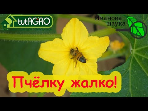 РАЗБОР ПОЛЕТОВ №5. Виктория Карелина против пчёл. Как Семена Алтая оставят вас без урожая огурцов.