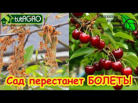 КУПОРОС НЕ СПРАВИТСЯ: всего ОДНО средство и ваш сад ЗДОРОВ! Схема обработки от усыхания и гнили. КУПОРОС НЕ СПРАВИТСЯ: всего ОДНО средство и ваш сад ЗДОРОВ! Схема обработки от усыхания и гнили.