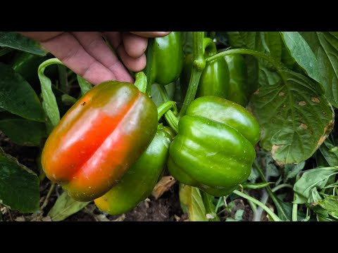 В 100 раз ВКУСНЕЕ с этой подкормкой! УСКОРЕНИЕ СОЗРЕВАНИЯ ПЕРЦЕВ на корню. Перцы наливаются сразу!