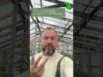 SOS! Эта беда захлестнула теплицы. Как спасти помидоры.