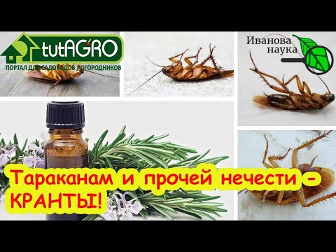 От ТАРАКАНОВ, МУРАВЬЕВ, КЛЕЩЕЙ и МОЛИ - ОДНО СРЕДСТВО! Избавьтесь от паразитов в доме без химии. От ТАРАКАНОВ, МУРАВЬЕВ, КЛЕЩЕЙ и МОЛИ - ОДНО СРЕДСТВО! Избавьтесь от паразитов в доме без химии.