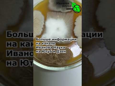 Bacillus subtilis VS Fusarium sp. Сенная палочка против Фузариума. Проект учащихся РЦЭиК (Минск).