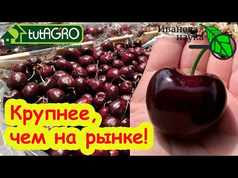 ХОЧЕШЬ БЫТЬ С КРУПНОЙ ВИШНЕЙ и ЧЕРЕШНЕЙ - ДЕЛАЙ ТАК! СУПЕР УРОЖАЙ ЧЕРЕШНИ. СЕКРЕТЫ ПОДКОРМКИ ЧЕРЕШНИ ХОЧЕШЬ БЫТЬ С КРУПНОЙ ВИШНЕЙ и ЧЕРЕШНЕЙ - ДЕЛАЙ ТАК! СУПЕР УРОЖАЙ ЧЕРЕШНИ. СЕКРЕТЫ ПОДКОРМКИ ЧЕРЕШНИ