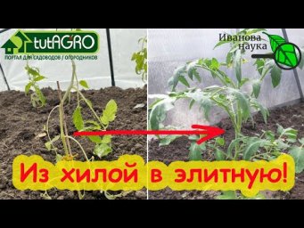 БЕЗ ПАНИКИ! Рассада завяла и, кажется, хочет умереть? Восстановление даже безнадежной рассады.