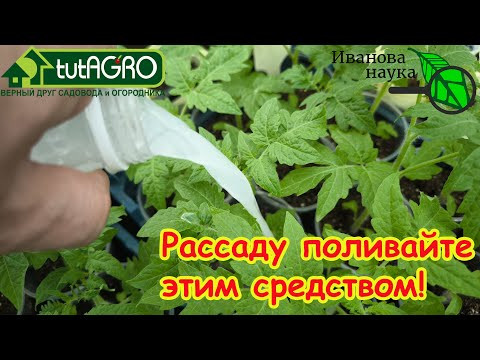 НИКОГДА НЕ ВЫЛИВАЙТЕ: ЛЮБАЯ РАССАДА УКРЕПЛЯЕТСЯ ПРЯМО НА ГЛАЗАХ. НЕ БОЛЕЕТ и РАСТЁТ ТОЛСТЫМ КРЕПЫШОМ НИКОГДА НЕ ВЫЛИВАЙТЕ: ЛЮБАЯ РАССАДА УКРЕПЛЯЕТСЯ ПРЯМО НА ГЛАЗАХ. НЕ БОЛЕЕТ и РАСТЁТ ТОЛСТЫМ КРЕПЫШОМ