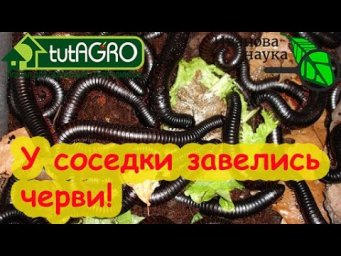 НА УЧАСТОК СОСЕДКИ НАПАЛИ УЖАСНЫЕ ЧЕРВИ С НОГАМИ ! А у меня их нету! Как побороть кивсяка.