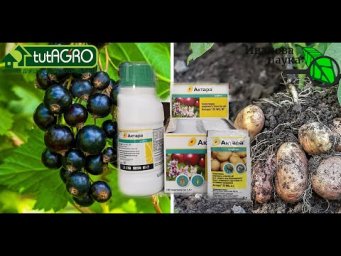 ИСПОЛЬЗУЕТЕ АКТАРУ? Ждите беды! Вот какие последствия ждут всех, кто пользовался АКТАРОЙ.