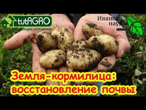Ваш огород устал от картофеля? Вот как оживить почву: превратим тощую землю в чернозем! Ваш огород устал от картофеля? Вот как оживить почву: превратим тощую землю в чернозем!