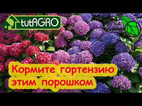ГОРТЕНЗИЯ ЗАЦВЕТЕТ ОГРОМНЫМИ ШАПКАМИ! Секретки посадки и подкормки. ГОРТЕНЗИЯ ЗАЦВЕТЕТ ОГРОМНЫМИ ШАПКАМИ! Секретки посадки и подкормки.