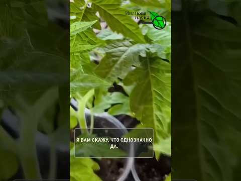 1000 кустов — не проблема! Самый ЛЕНИВЫЙ способ закалки рассады. 1000 кустов — не проблема! Самый ЛЕНИВЫЙ способ закалки рассады.
