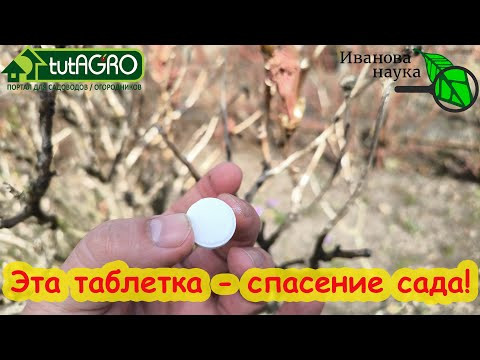 ОБРАБОТКА САДА ПРОЩЕ, ДЕШЕВЛЕ и ДОСТУПНЕЕ. С этой ТАБЛЕТКОЙ весь сад в полном порядке. БЕЗ КУПОРОСА! ОБРАБОТКА САДА ПРОЩЕ, ДЕШЕВЛЕ и ДОСТУПНЕЕ. С этой ТАБЛЕТКОЙ весь сад в полном порядке. БЕЗ КУПОРОСА!