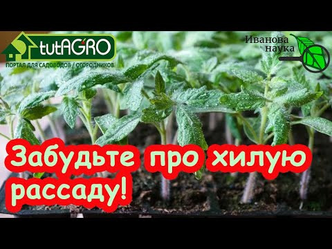 ДОКАЗАТЕЛЬНАЯ АГРОНОМИЯ: что положить в грунт, чтобы рассада не вытягивалась. Рассада без подсветки. ДОКАЗАТЕЛЬНАЯ АГРОНОМИЯ: что положить в грунт, чтобы рассада не вытягивалась. Рассада без подсветки.
