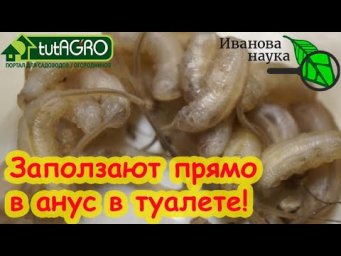 БУДЬТЕ ОСТОРОЖНЫ С УДОБРЕНИЯМИ! Вот кто может поселиться в животе, если не следить за порядком!