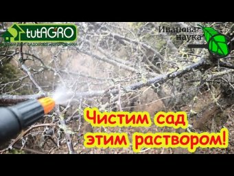 Весь сад как новенький! ВМЕСТО ВЕСЕННЕЙ ПОБЕЛКИ ДЕРЕВЬЕВ ИСПОЛЬЗУЙТЕ ЭТОТ ОЧИСТИТЕЛЬНЫЙ РАСТВОР!