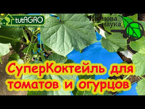 СУПЕРПОДКОРМКА ДЛЯ ОГУРЦА и ТОМАТА. С этой подкормкой никаких желтых листьев и пятен. СУПЕРПОДКОРМКА ДЛЯ ОГУРЦА и ТОМАТА. С этой подкормкой никаких желтых листьев и пятен.