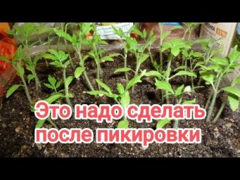 СДЕЛАЙТЕ ЭТО СРАЗУ ПОСЛЕ ПИКИРОВКИ РАССАДЫ и она будет красивее красивой!