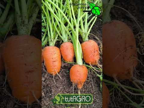 СОБРАЛИСЬ УБИРАТЬ МОРКОВЬ? Сперва посмотрите это видео! Мытье моркови перед хранением. Не трите её! СОБРАЛИСЬ УБИРАТЬ МОРКОВЬ? Сперва посмотрите это видео! Мытье моркови перед хранением. Не трите её!
