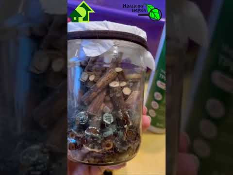 Триходерма на обрезках винограда 2024. Отходы в доходы. Видео с канала BioDSO в Instagram.