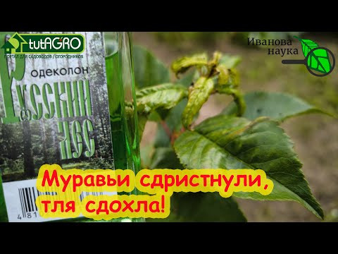Муравьи все СБЕЖАЛИ, а тля СДОХЛА. Самый дешевый одеколон против муравьев и тлей. Муравьи все СБЕЖАЛИ, а тля СДОХЛА. Самый дешевый одеколон против муравьев и тлей.