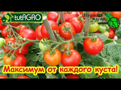 Секрет спелых томатов: обрывать или ждать? Ошибка, которая испортит весь урожай! Секрет спелых томатов: обрывать или ждать? Ошибка, которая испортит весь урожай!