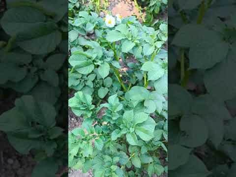 10 л подкормки. Такая вкусная картошка и ни один клубень не сгниет. Опрыскайте картофель раствором. 10 л подкормки. Такая вкусная картошка и ни один клубень не сгниет. Опрыскайте картофель раствором.