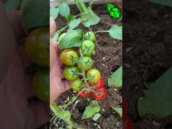 ТОМАТЫ БЕЗ ТРЕЩИН! Даже самые крупные томаты не потрескаются. если будете их так поливать.