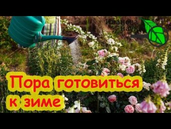 ПОЛЕЙТЕ ЭТИМ РАСТВОРОМ РОЗЫ ПЕРЕД ЗИМОВКОЙ и они отлично перезимуют и сохранятся. Даже капризные!