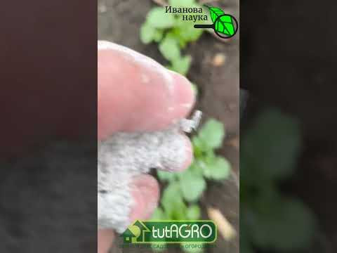 ОНА ДЫРЯВИТ ЛИСТЬЯ: как избавиться от крестоцветной блошки? Редис и капуста в опасности! ОНА ДЫРЯВИТ ЛИСТЬЯ: как избавиться от крестоцветной блошки? Редис и капуста в опасности!